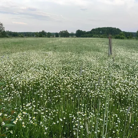 Jaktstuga W Zielonym Spichlerzu, Puszcza Bialowieska *