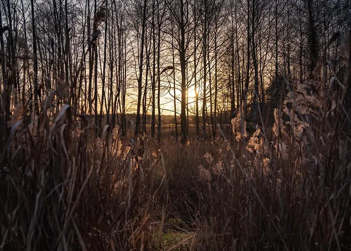 W Zielonym Spichlerzu, Puszcza Bialowieska 山林小屋